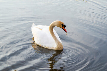 Obraz premium White swan bird on the river at sunset