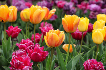 Orange and yellow variegated single triumph tulips in flower
