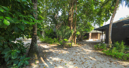 palm plants on a tropical island