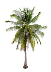 Fototapeta premium Coconut tree isolated on white.