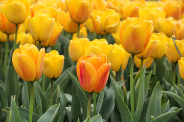 Orange and yellow variegated single triumph tulips in flower