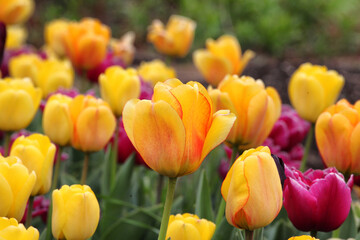 Fototapeta premium Orange and yellow variegated single triumph tulips in flower