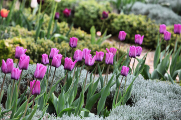 Single late tulip 'blue aimable' in flower