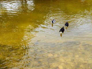 Scene of three beautiful mallard ducks swimming together in a pond in springtime