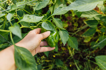 Gardening and agriculture concept. Female farm worker hand harvesting green fresh ripe organic bell pepper in garden. Vegan vegetarian home grown food production. Woman picking paprika pepper.