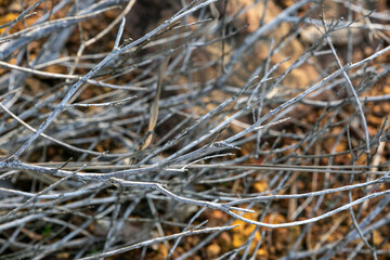 Fototapeta na wymiar frost on the branches