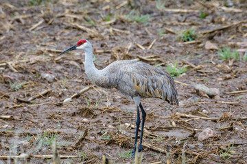 Sandhill Crane (Grus Canadensis) feeding in a field during early spring. Selective focus,...