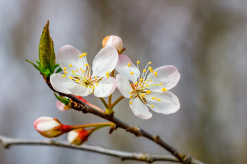 Close up of a blossom from a Prunus americana, commonly called the American plum and wild plum, during spring. Selective focus, background and foreground blur.  
