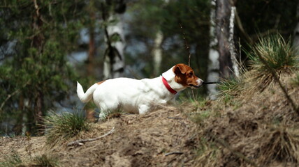 jack russeell terrier spacer po lesie