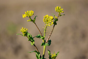 Rapeseed. Brassica napus. are blooming in sunny summer day. yellow flower, isolated on blurred natural background. agriculture, in Europe or Asia. floral background, close-up