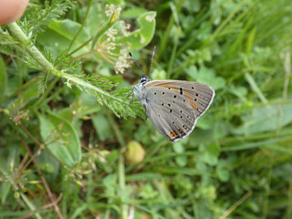 butterfly on grass