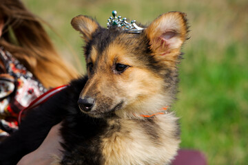portrait of a black-red puppy. dog with crown. woman holding the animal in her arms. Portrait of a black and red puppy close-up. Charming dog posing and smiling. concepts of fashionista, friendship