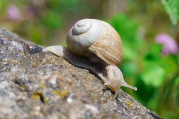 big snail crawling on the stone, spring day in the garden.