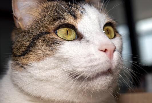 Portrait of cute tabby cat, gorgeous eyes.