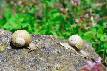 two snails on a stone on a blurred green background.