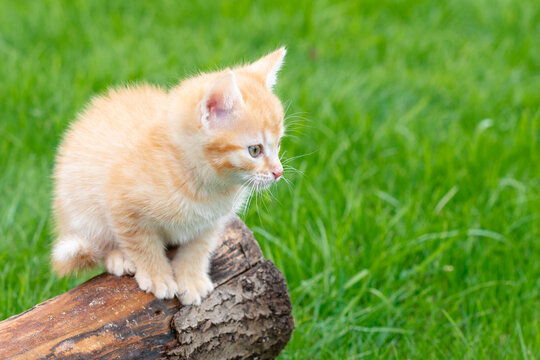 cute funny ginger cat kitten play on a background of green grass in the spring in the afternoon looks at the camera face close-up. High quality photo