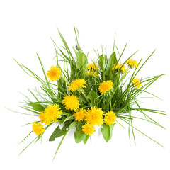 Bouquet of yellow dandelions and green grass isolated on white background