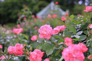 ピンクのバラ