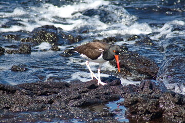 American oystercatcher (Haematopus palliates) walking by a tidal pool at Punta Espinoza, Fernandina...