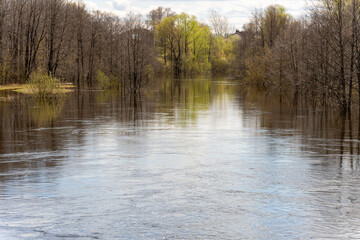 Flooded trees. Spring flood. Landscape.