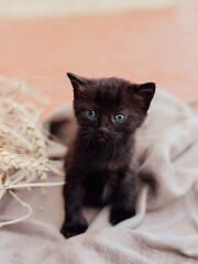 A black kitten sitting on a blanket. Looking into the camera. Concept of adorable little pets. Vertical orientation.