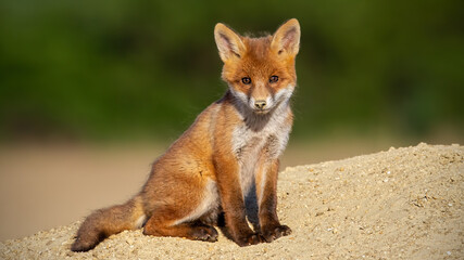 Fototapeta premium Young red fox sitting on sand in summer sunlight.