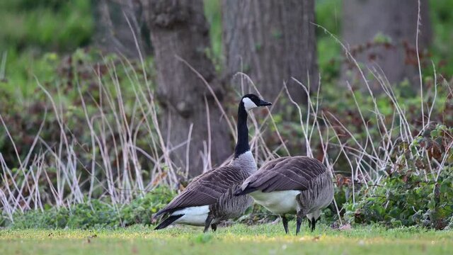 Canada goose couple with one gosling searchs food on the urban meadow, spring,  (branta canadensis), germany
