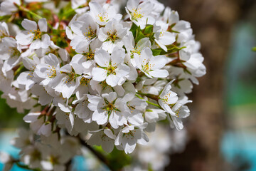 Obraz premium flowering branch. The tree is blooming. spring concept