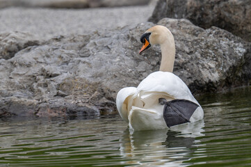 Schwan am Werdenberger See