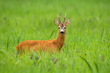 Naklejka na ściany i meble Roe deer buck standing on a tall green grass and facing camera