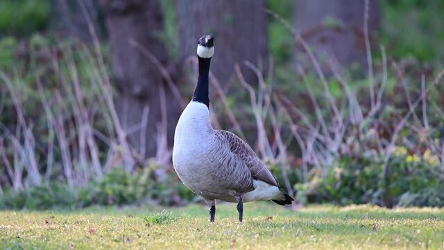 Canada goose male standing on the meadow in the urban park and watch careful, spring,  (branta canadensis), germany