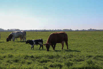 Cows in a field. Farm animals eating grass on a green field.