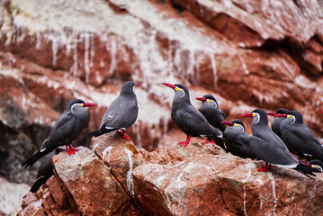 Inca Tern birds - Larosterna incaon - Ballestas islands nature reserve, Peru