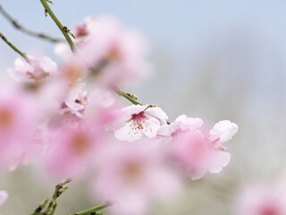 Almond Blossom Branch, Almond Blossom On The German Wine Route, Palatinate, Germany