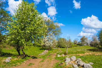 Cattle path on a old rural landscape