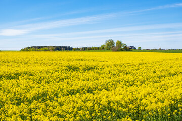 Flowering rapeseed field in the countryside