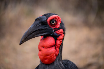 Ground hornbill