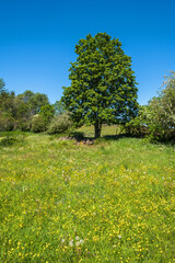 Fototapeta premium Meadow buttercup flowers and and a lush tree on a meadow