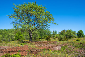 Limestone bedrock on a alvar landscape with lush green trees