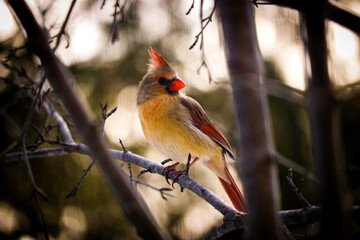 Vibrant female cardinal perched on a branch Blurred background and foreground 