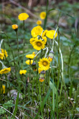 Yellow wildflowers in+ Svanninge hills, Denmark