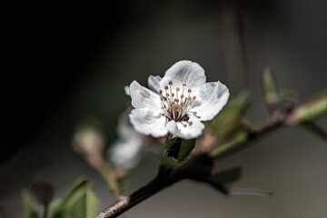 white flower, nacka, sverige, stockholm, sweden