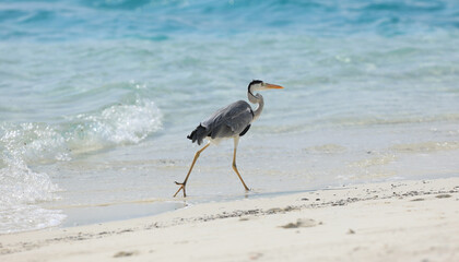 gray heron on the shore of a tropical resort