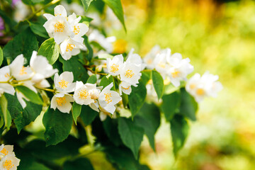Beautiful white jasmine blossom flowers in spring time. Background with flowering jasmin bush. Inspirational natural floral spring blooming garden or park. Flower art design. Aromatherapy concept.