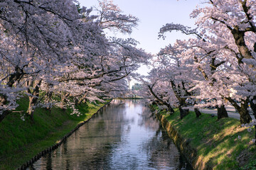 弘前市　弘前公園の満開の桜