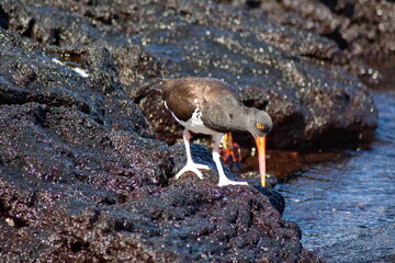 American oystercatcher (Haematopus palliates) walking on lava rock at Punta Espinoza, Fernandina...