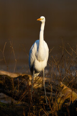 Great egret walking on fallen tree in vertical shot