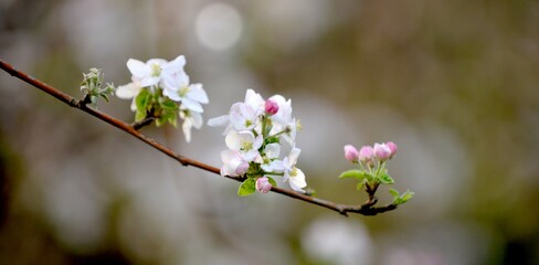 Obraz premium apple blossoms on the tree in orchard