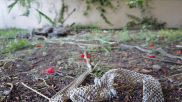 The Indian rat snake, Ptyas mucosa also known as Dhaman snake shed skin on the ground. When snakes grow, their skin does not, so they outgrow it. When this happens, they shed their outer layer of skin