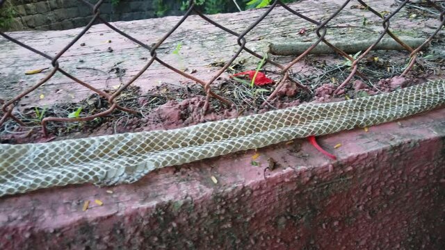 The Indian rat snake, Ptyas mucosa also known as Dhaman snake shed skin on a wall. When snakes grow, their skin does not, so they outgrow it. When this happens, they shed their outer layer of skin